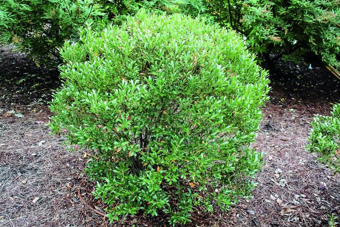 'Shamrock' Inkberry - Ilex glabra