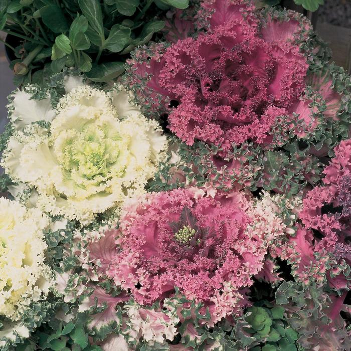 Ornamental Cabbage - 