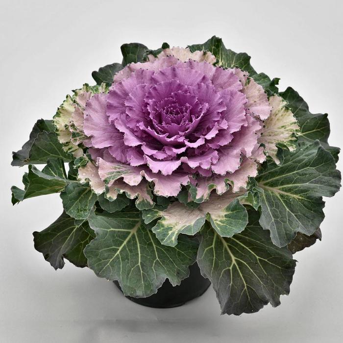 'Osaka Pink' Flowering Cabbage - Brassica oleracea