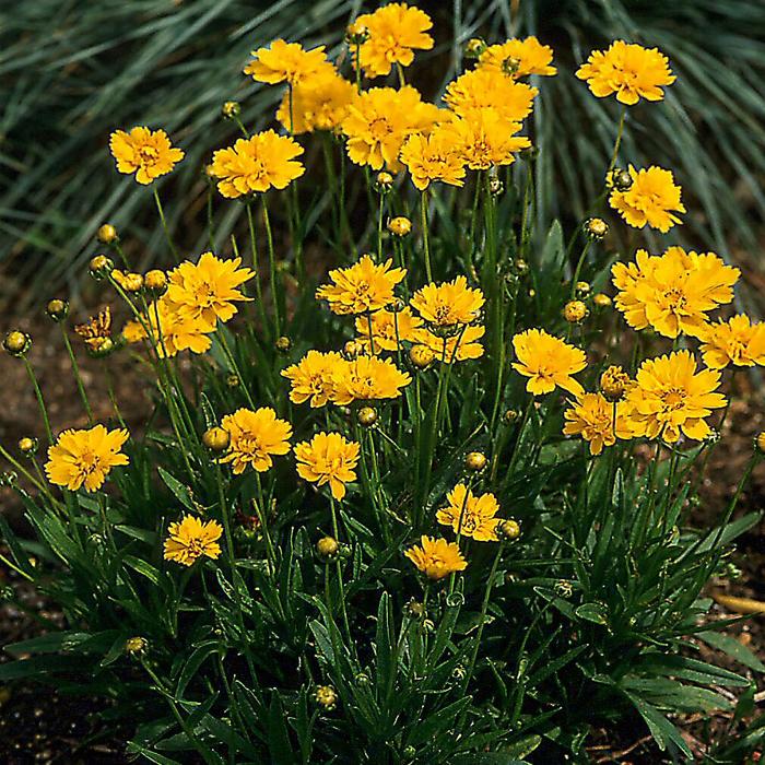 'Early Sunrise' Tickseed - Coreopsis grandiflora