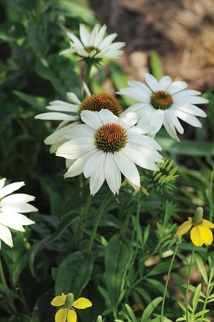 'PowWow White' Coneflower - Echinacea purpurea