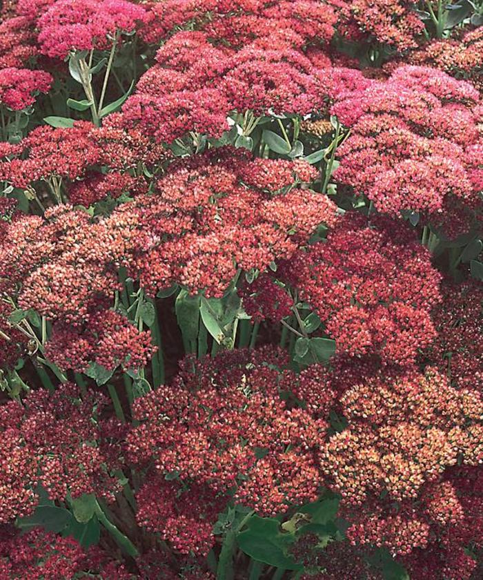 'Autumn Joy' Stonecrop - Sedum spectabile