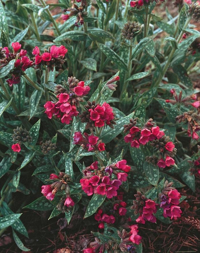 ''Raspberry Splash'' Lungwort - Pulmonaria longifolia