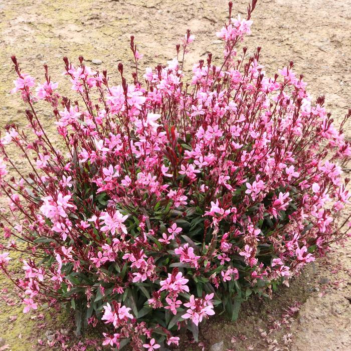 Confetti™ 'Pink' - Gaura 