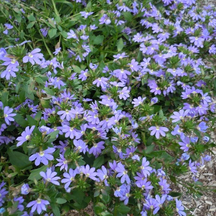 'Abanico Blue' Fan Flower - Scaevola 