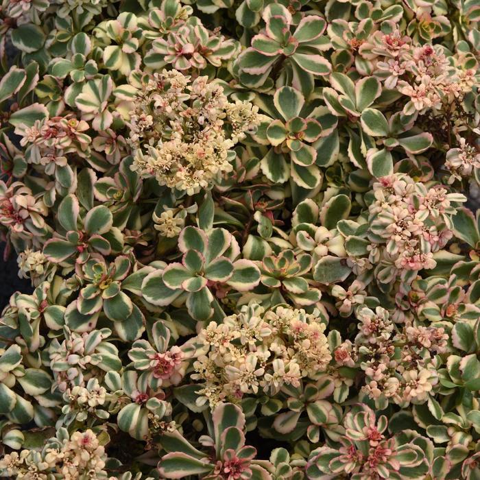 'What a Doozie' Stonecrop - Sedum spurium