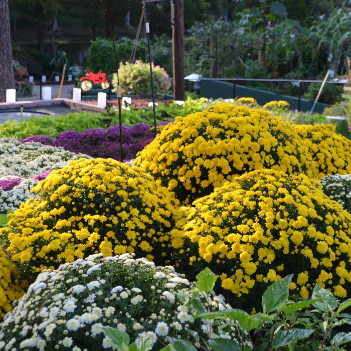 'Multiple Varieties' Mum - Chrysanthemum