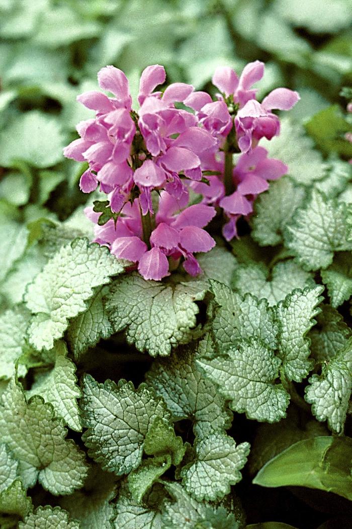 'Orchid Frost' Dead Nettle - Lamium maculatum