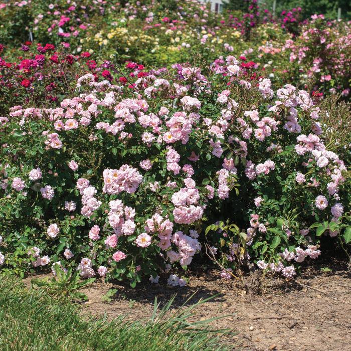 'Blushing Drift®' Rose - Rosa 