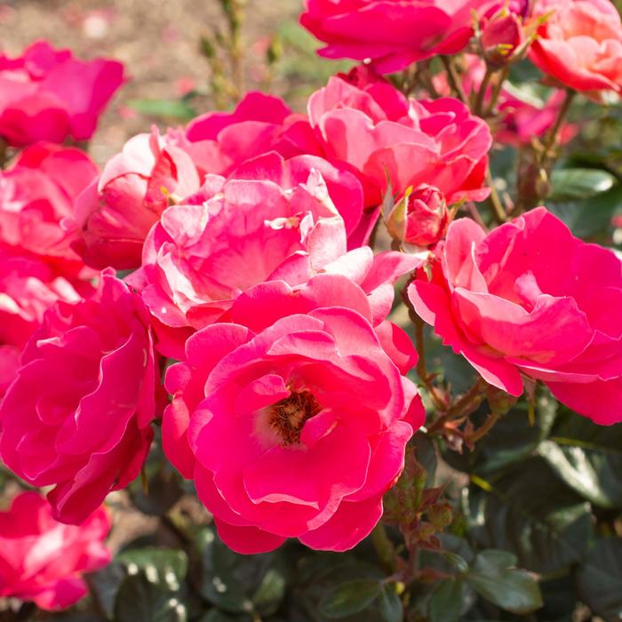 Brick House® Pink - Rosa (Rose)