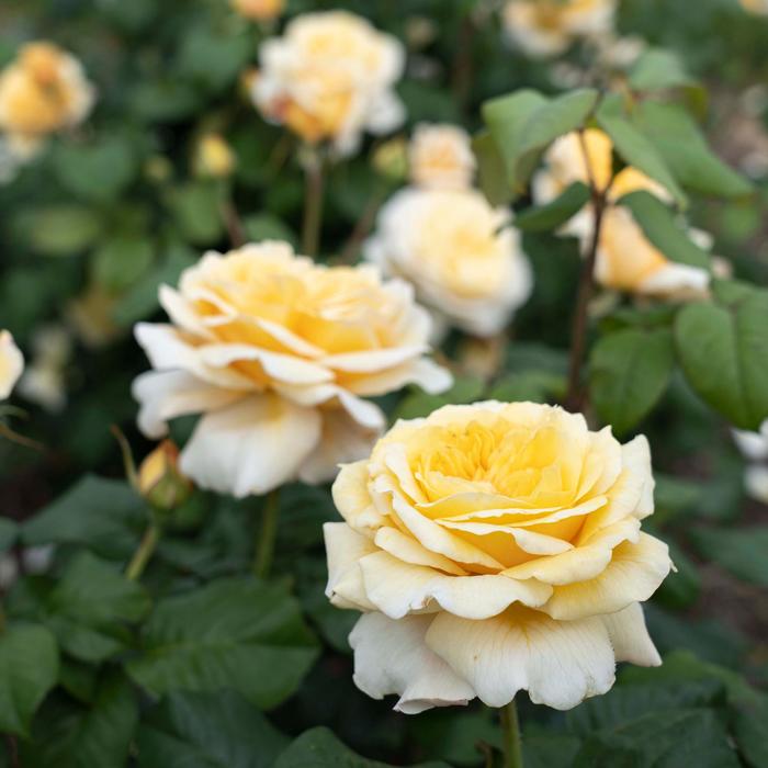 Romantica® 'Moonlight' Hybrid Tea Rose - Rosa 