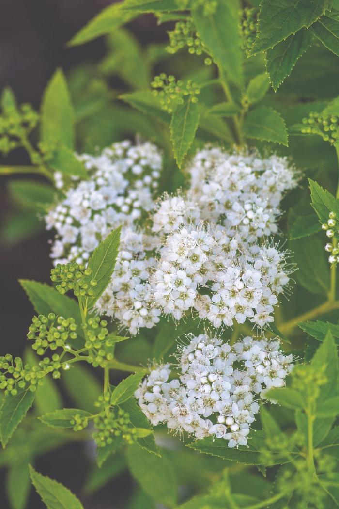 Empire® 'Yeti™' - Spiraea japonica (Spirea)