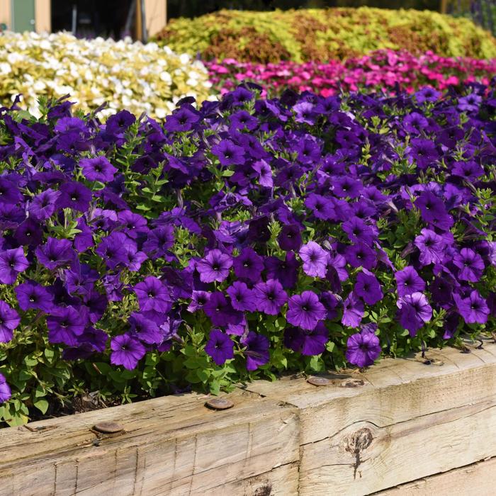 E3 Easy Wave® - Petunia 