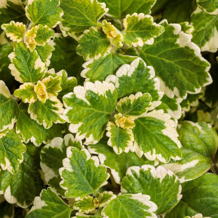 'Variegata' Swedish Ivy - Plectranthus coleoides