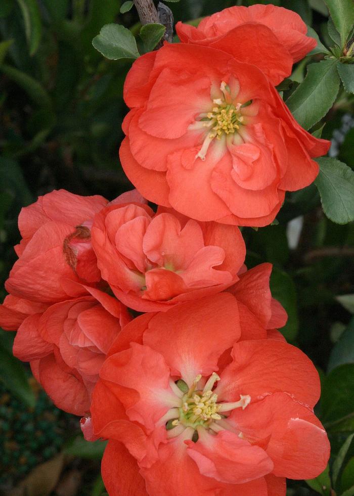 Double Take® 'Orange' - Chaenomeles speciosa (Quince)