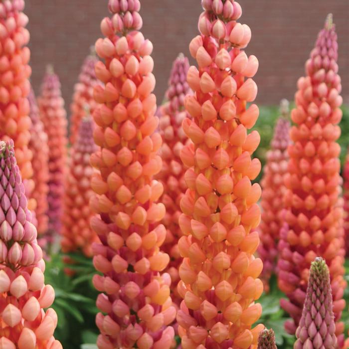 Westcountry™ 'Salmon Star' - Lupinus polyphyllus (Lupine)