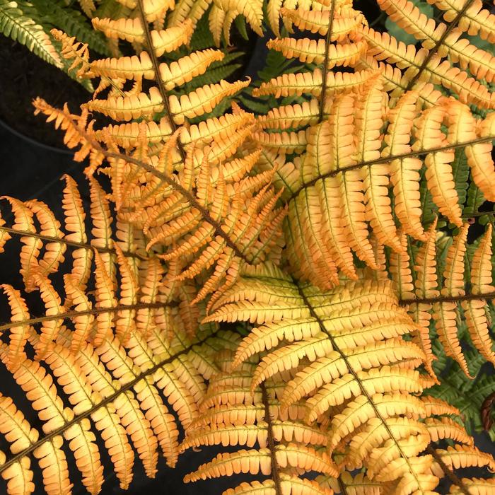 'Jurassic Gold' Hardy Fern - Dryopteris wallichiana