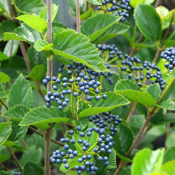 'Chicago Lustre®' Arrowwood Viburnum - Viburnum dentatum