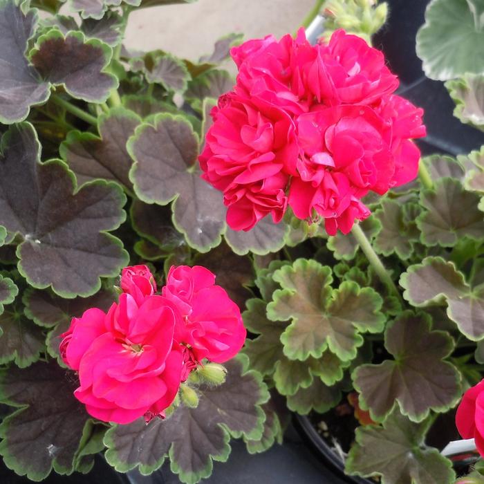 Brocade Geranium - Pelargonium x hortorum