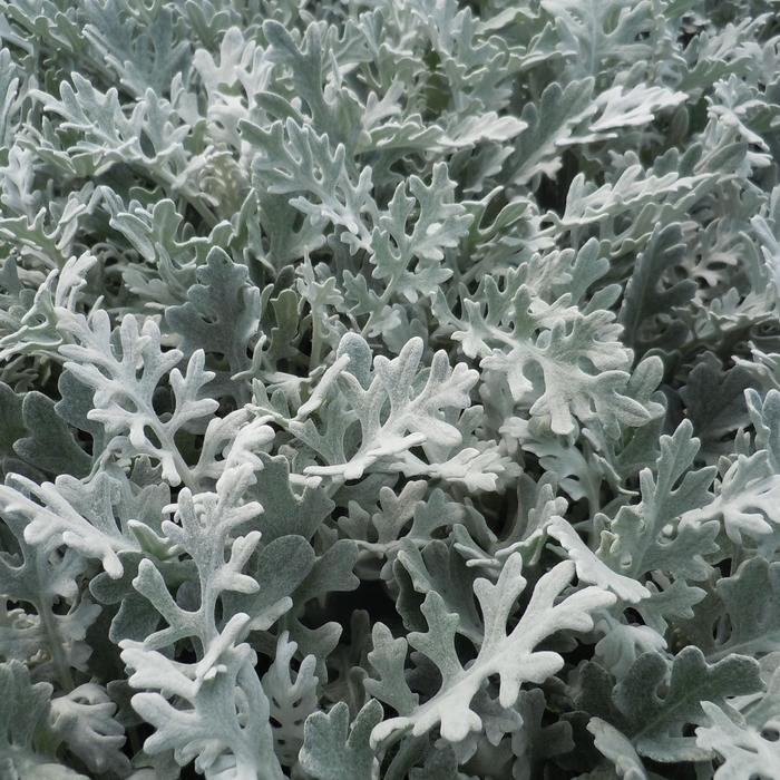 'Silver Dust' Dusty Miller - Senecio cineraria