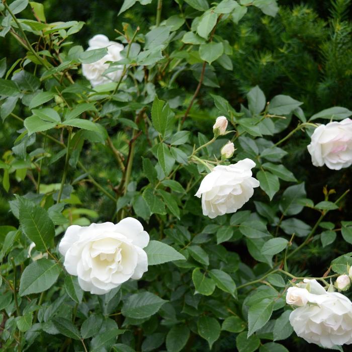 'Iceberg' Shrub Rose - Rosa 