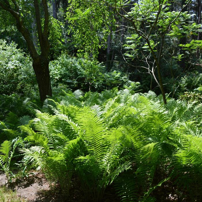 Fern-Ostrich - Matteuccia struthiopteris