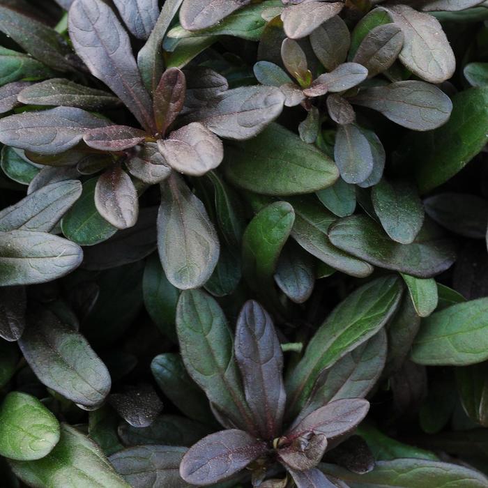 'Chocolate Chip' Bugleweed - Ajuga reptans COPY