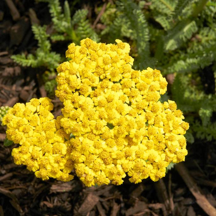 'Little Moonshine' Yarrow - Achillea 