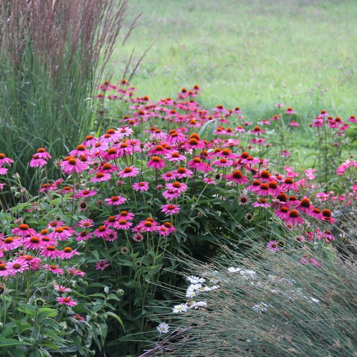 'PowWow Wild Berry' Coneflower - Echinacea purpurea