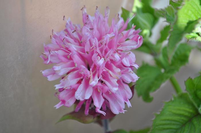 Marje® Pink Bee Balm - Monarda