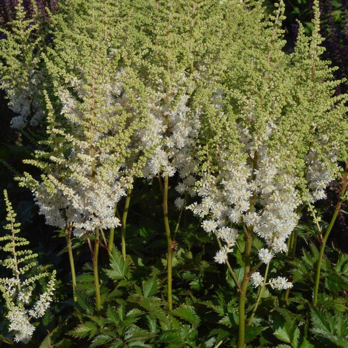 'Visions in White' False Spirea - Astilbe chinensis