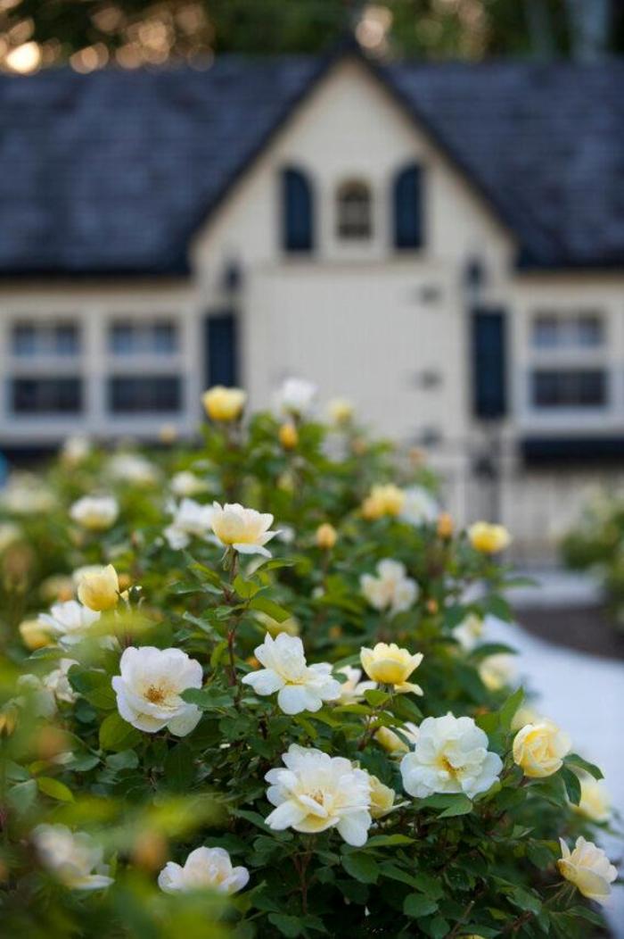 Knock Out® Sunny - Rosa (Shrub Rose)