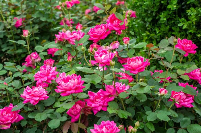 Knock Out® Pink Double - Rosa (Shrub Rose)