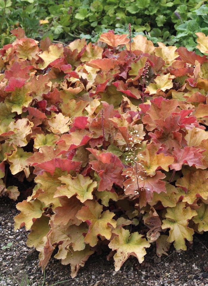 'Caramel' Coral Bells - Heuchera 