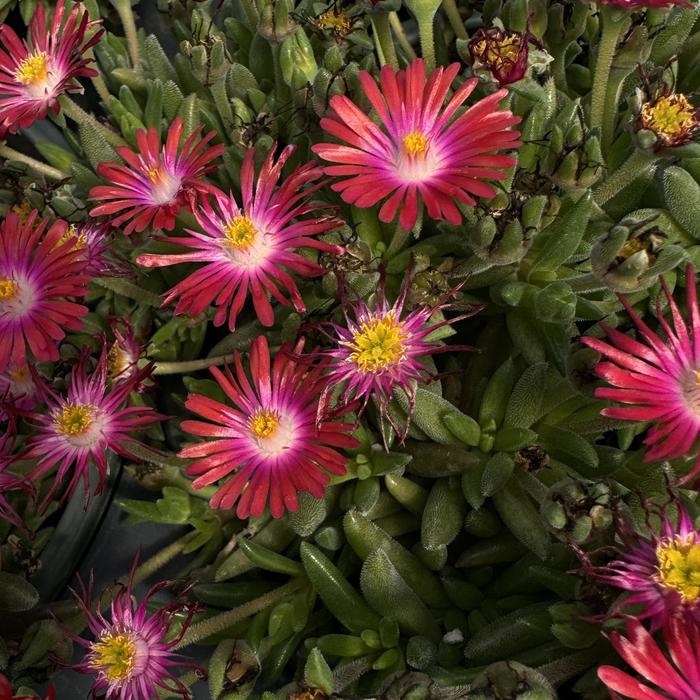 Jewel of Desert 'Garnet' - Delosperma (Ice Plant)