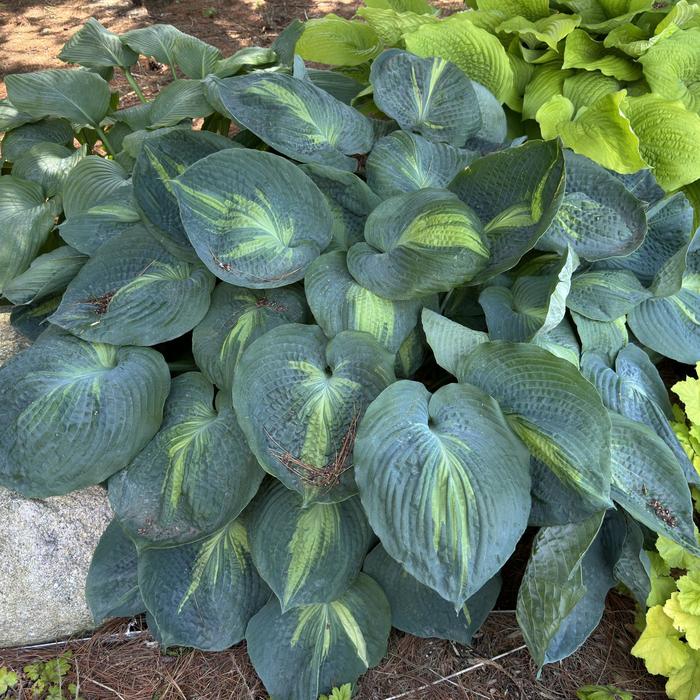 Shadowland® 'Hudson Bay' - Hosta 