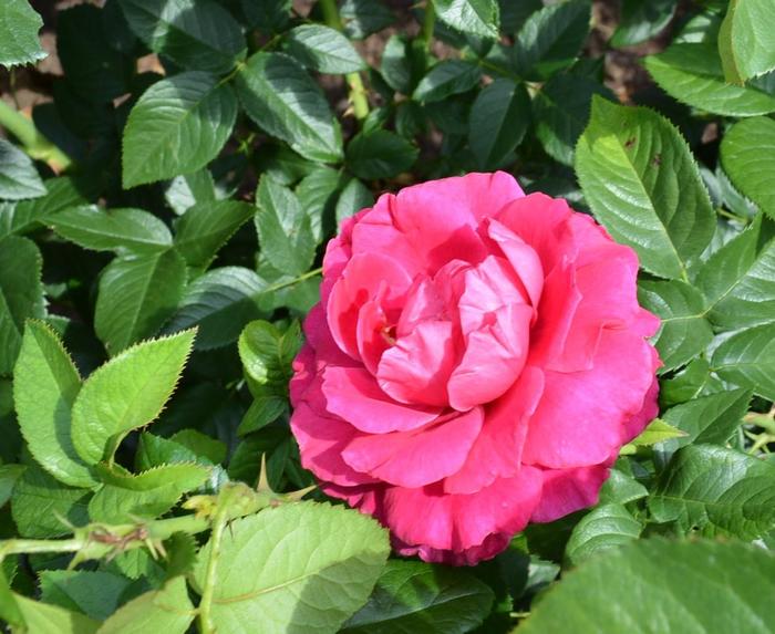 'Pretty Lady' Rose - Rosa 