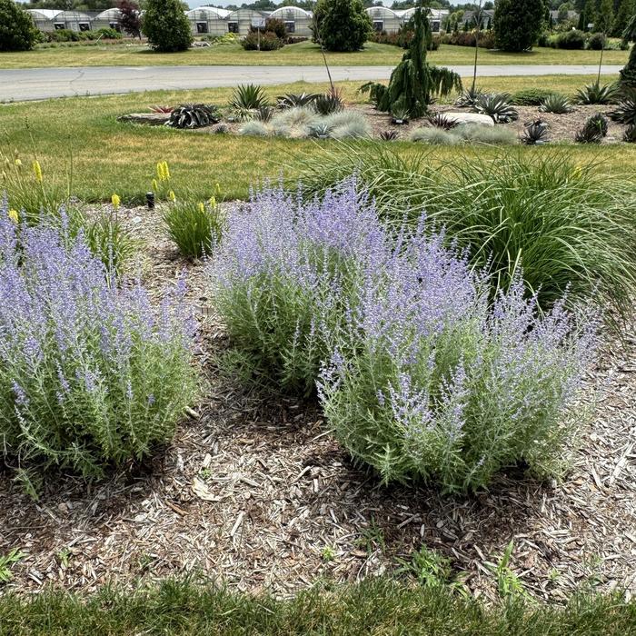 'Little Spire' Russian Sage - Perovskia atriplicifolia