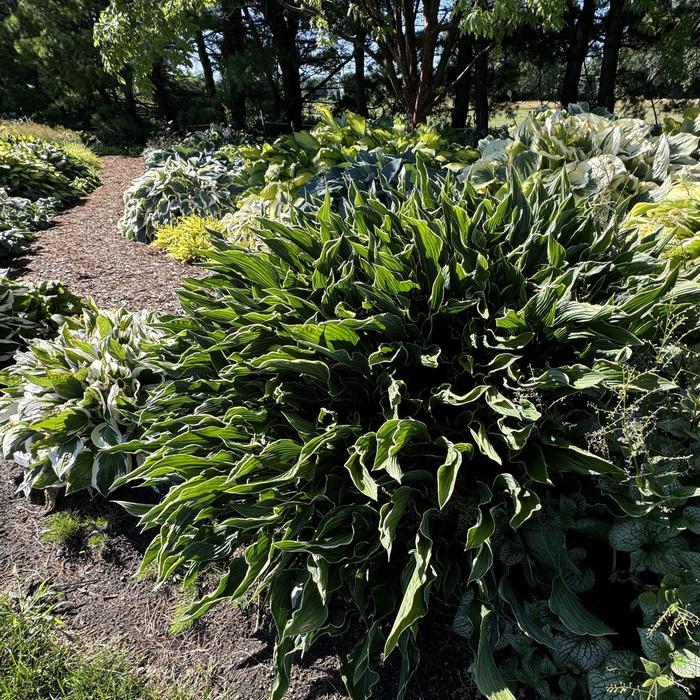 'Praying Hands' Hosta, Plantain Lily - Hosta 