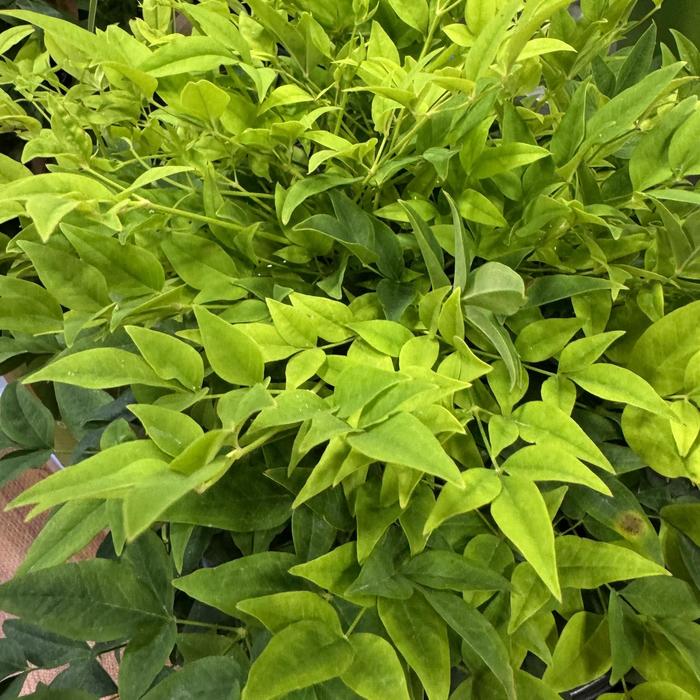 'Lemon Lime' Heavenly Bamboo - Nandina domestica