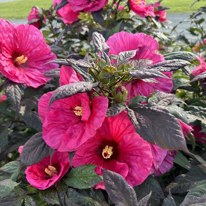 Summerific® 'Evening Rose' - Hibiscus (Rose Mallow)