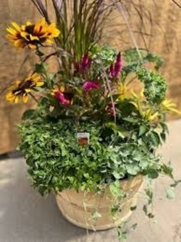 Harvest Basket - Half Bushel