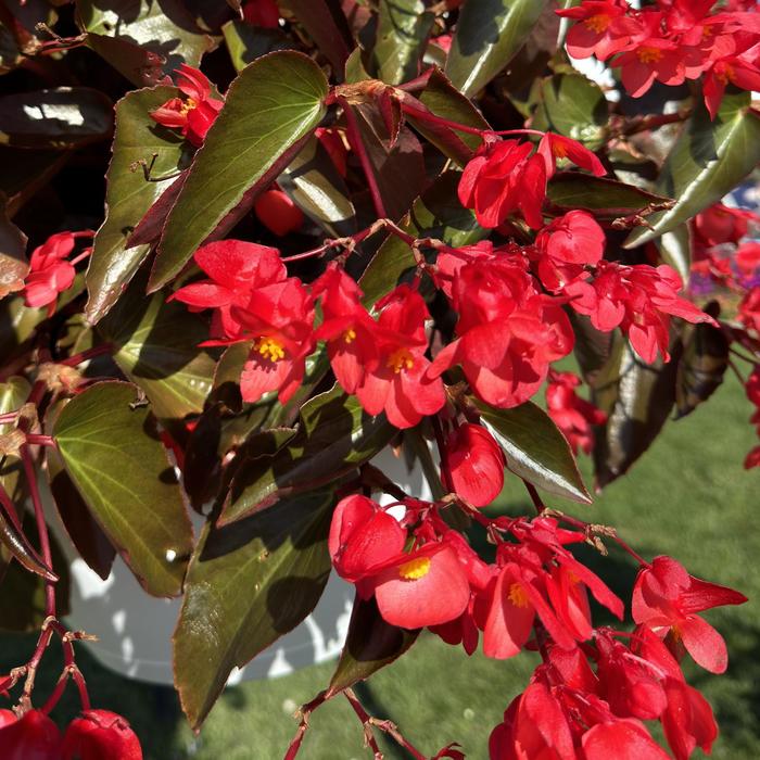 Dragon Wing® Red Bronze Leaf - Begonia