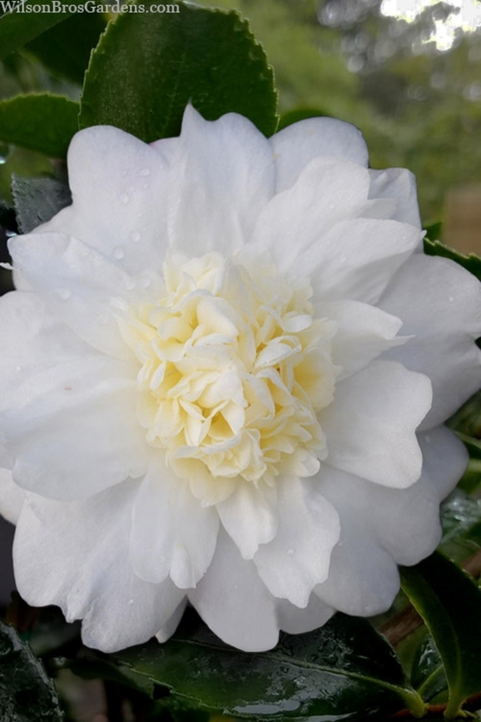 'Winter's Snowman' - Camellia 