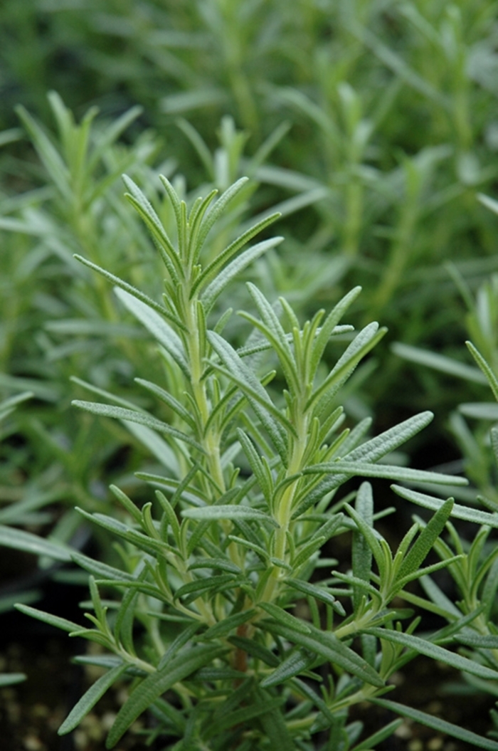 'Arp' Rosemary - Rosmarinus officinalis