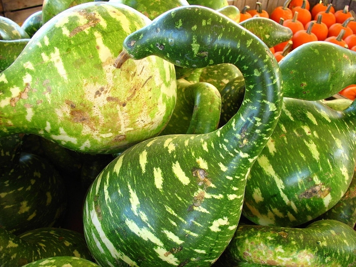 Goose Gourd - 