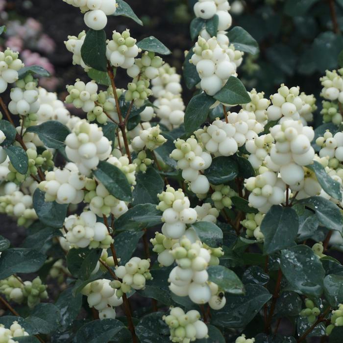 Symphony™ White - Symphoricarpos (Snowberry)