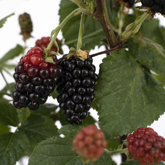 Blackberry - Rubus 