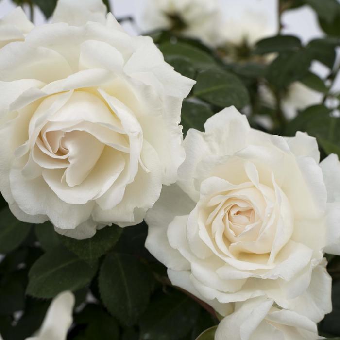 'Cloud 10™' Rose - Rosa 