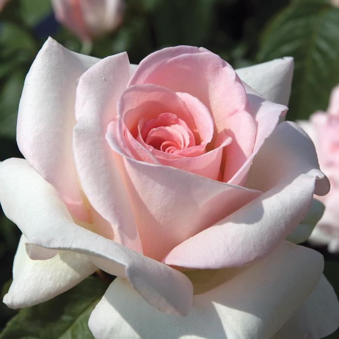 'Francis Meilland®' Hybrid Tea Rose - Rosa 